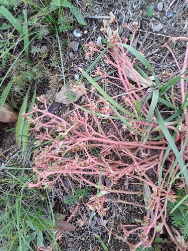 Portulaca oleracea observed 2026-10-28