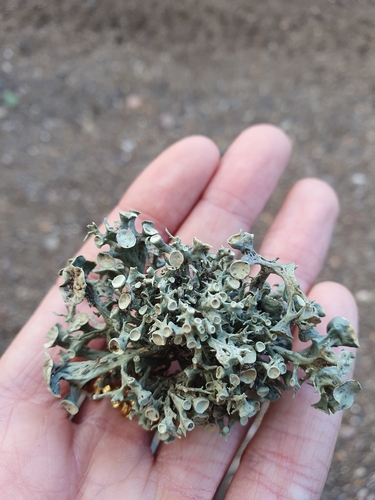 Ramalina observed 2026-10-28