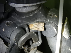 Agrotis interjectionis