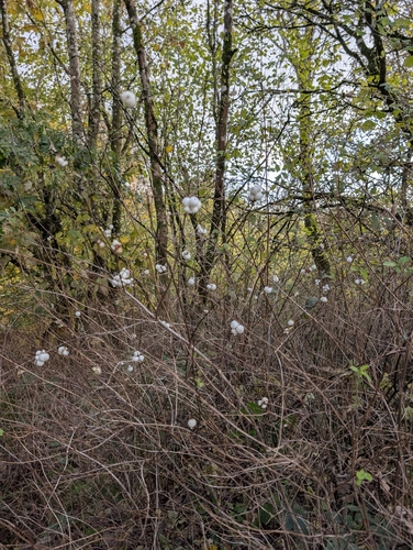 Vaccinium observed 2026-10-28