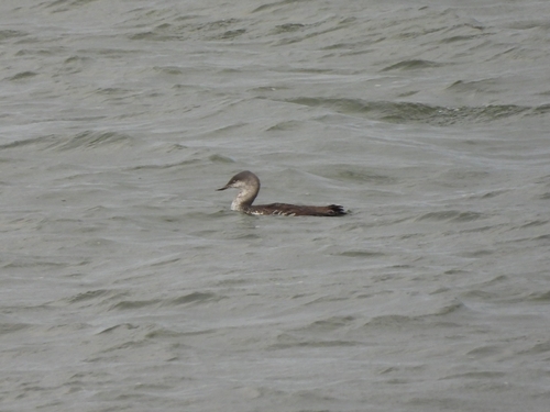 Gavia stellata observed 2026-10-28