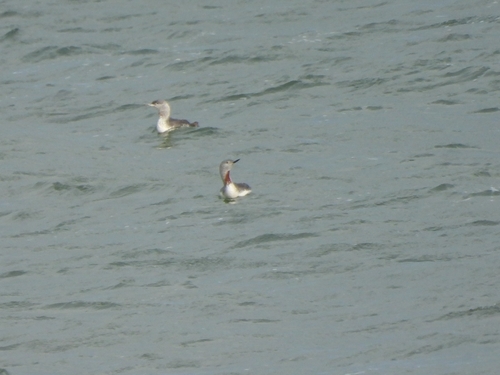 Gavia stellata observed 2026-10-28