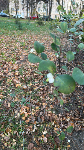 Vaccinium observed 2026-10-28