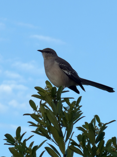 Mimus polyglottos observed 2026-10-28