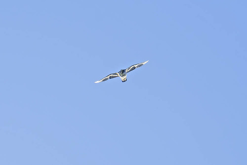 Falco peregrinus observed 2026-10-28
