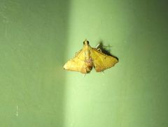 Endotricha psammitis