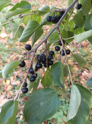 Rhamnus cathartica observed 2026-10-28