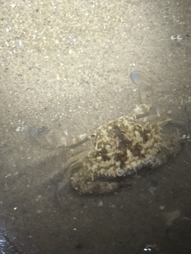 Portunus pelagicus observed 2026-10-28