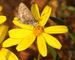 Theclinesthes serpentata serpentata