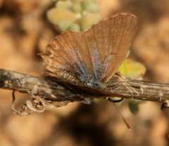 Theclinesthes serpentata serpentata