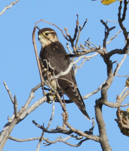 Falco columbarius observed 2026-10-27