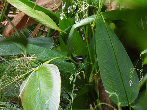 Rhipidura javanica observed 2026-10-28