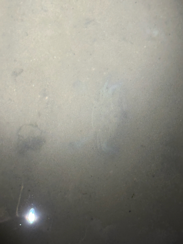 Portunus pelagicus observed 2026-10-28