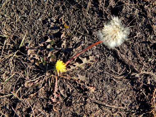 Taraxacum observed 2026-10-28