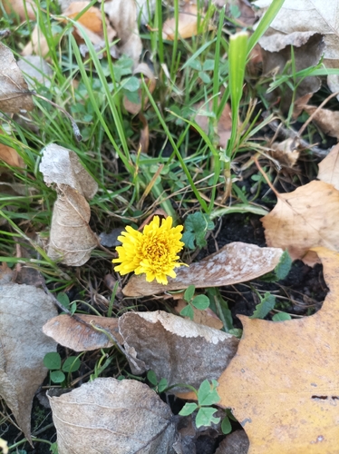 Taraxacum observed 2026-10-28