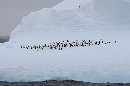 Pygoscelis antarcticus observed 2026-10-28