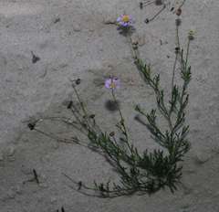 Brachyscome ciliaris ciliaris