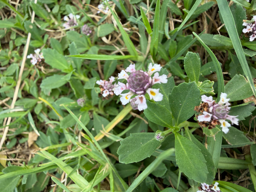 Phyla nodiflora observed 2026-10-27