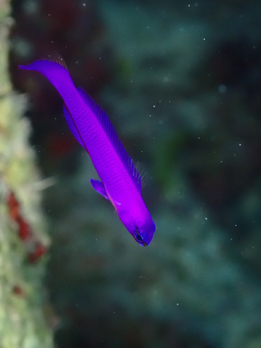 Pseudochromis fridmani observed 2026-10-11