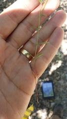 Epilobium foliosum