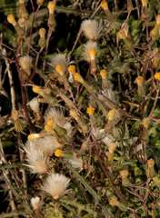 Senecio runcinifolius