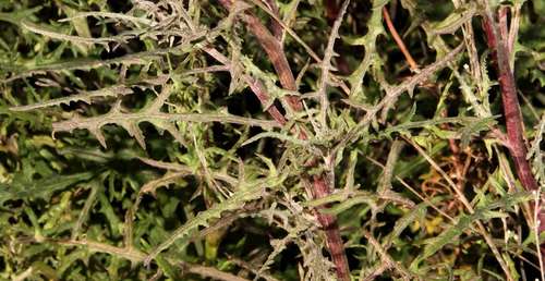 Image of thistle-leaf groundsel by (c) Russell Best, some rights reserved (CC BY)