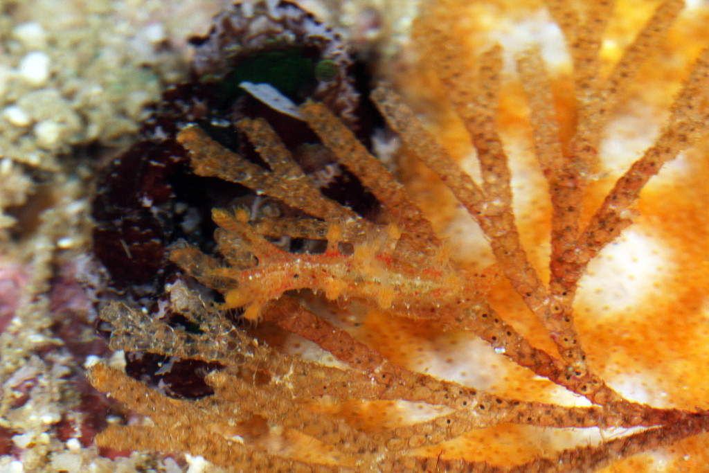 Triophinae