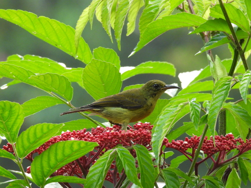Anthreptes malacensis observed 2026-10-28