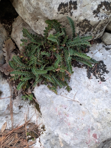 Asplenium observed 2026-10-28