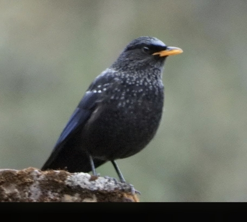 Myiophoneus observed 2026-10-26