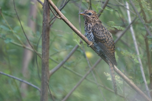 Cacomantis observed 2026-10-28