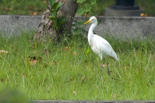 Bubulcus ibis observed 2026-10-28