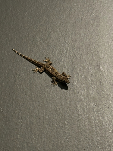 Hemidactylus platyurus observed 2026-10-28