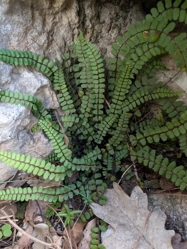 Asplenium observed 2026-10-28