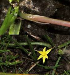 Pauridia glabella glabella
