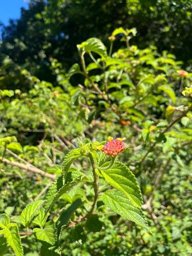 Lantana camara observed 2026-10-28