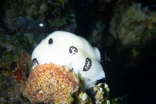 Jorunna funebris observed 2026-10-25