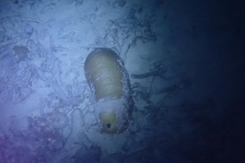 Bohadschia vitiensis observed 2026-10-24