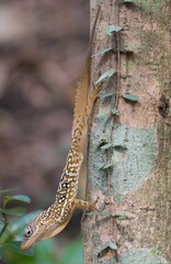 Anolis oculatus