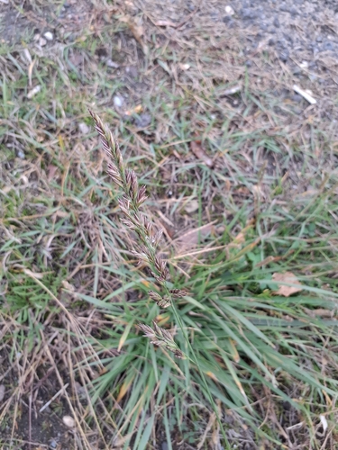Lolium arundinaceum observed 2026-10-28
