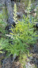 Lupinus caudatus caudatus