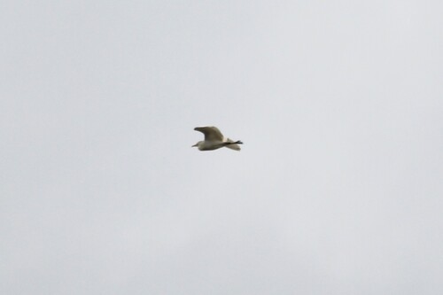 Bubulcus ibis observed 2026-10-28