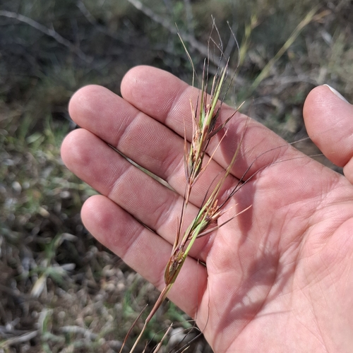 Themeda triandra observed 2026-10-28