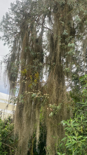 Tillandsia usneoides observed 2026-10-28