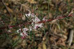 Hakea decurrens physocarpa