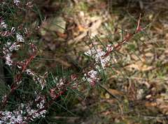 Hakea decurrens physocarpa