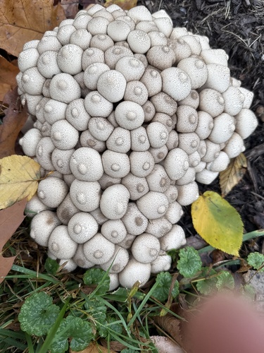 Lycoperdon perlatum observed 2026-10-28