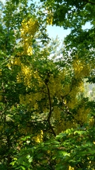 Laburnum anagyroides