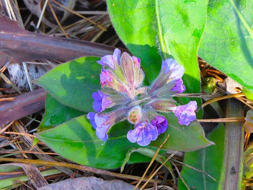 Pulmonaria mollis observed 2026-10-28