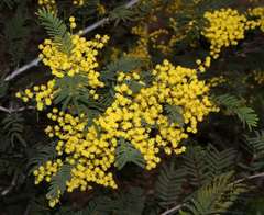 Acacia nanodealbata